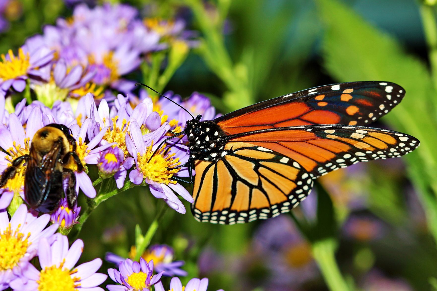 butterfly